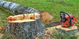 Best Tree Trimming and Pruning  in New Carrollton, MD