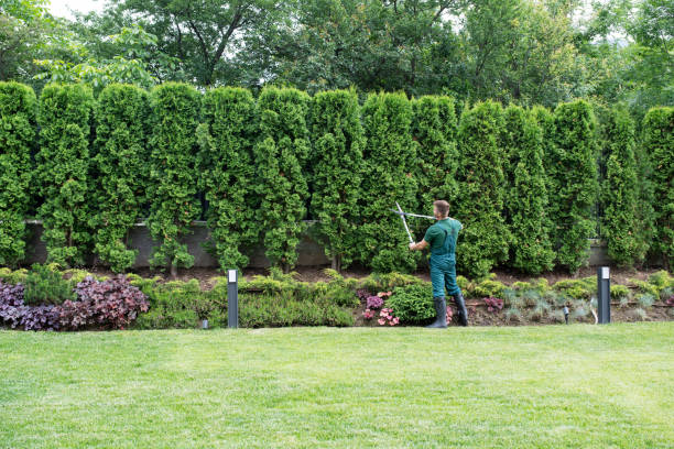 Best Tree and Shrub Care  in New Carrollton, MD