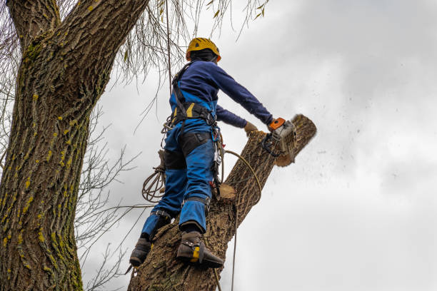 Best Emergency Tree Removal  in New Carrollton, MD